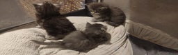 Maine Coon cats for sale: Tica Reg and fully health tested - Advert 34