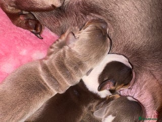 Miniature Dachshund dogs for sale: Miniature dachshund puppies - Advert 1