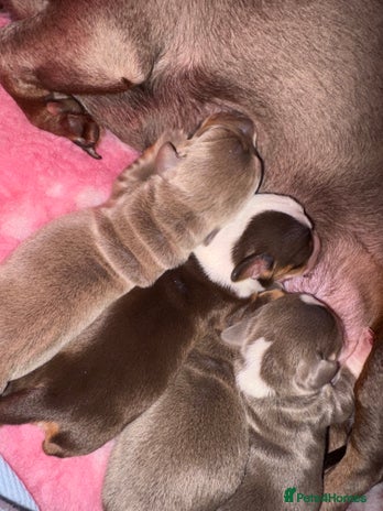 Miniature Dachshund dogs Miniature dachshund puppies - Advert 1