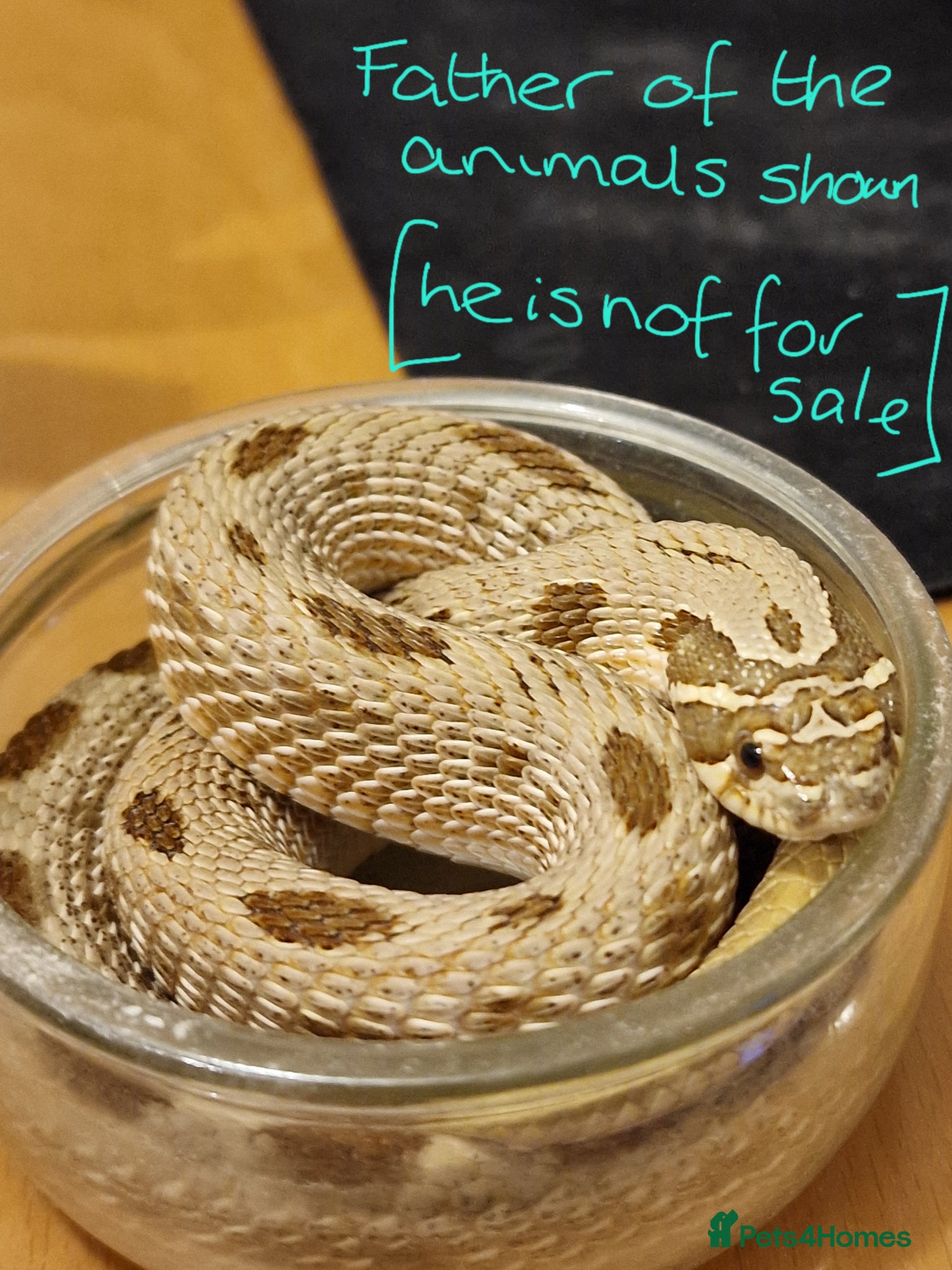 Snake reptiles CB 2025 Western Hognose snakes - Advert 1