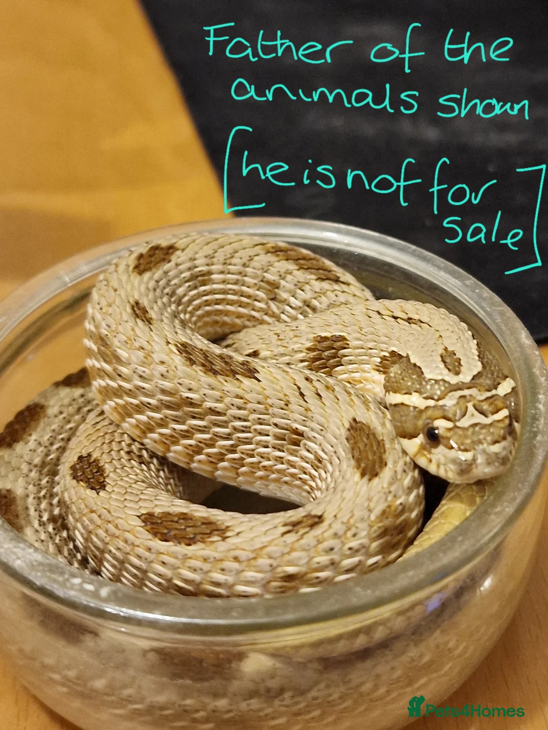 Snake reptiles for sale: CB 2025 Western Hognose snakes - Advert 1