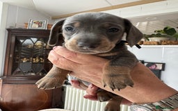 Miniature Dachshund dogs for sale: Miniature dachshund puppies - Image 25