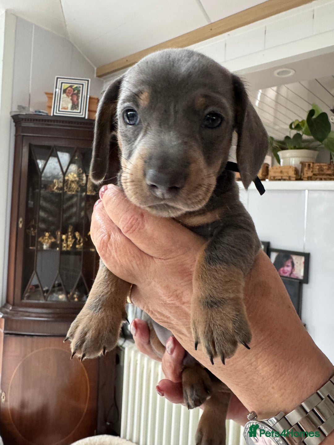 Miniature Dachshund dogs for sale: Miniature dachshund puppies - Image 25