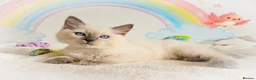 Ragdoll cats for sale: GCCF Registered Ragdoll Kittens - Advert 16
