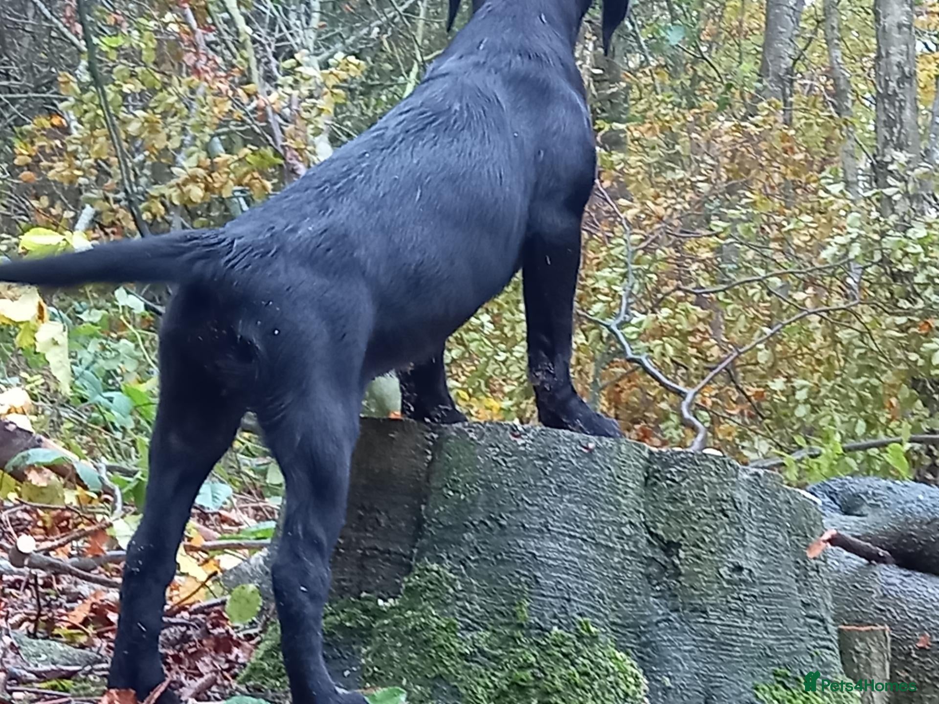 Labrador Retriever dogs for sale:  Retriever Ladrador puppies for sale - Advert 1