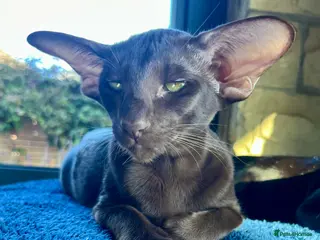 Oriental cats Supreme pedigree Oriental kittens GCCF reg - Advert 5