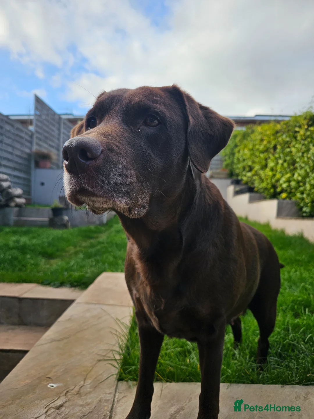 Labrador Retriever dogs for sale: Chocolate labrador retriever  - Advert 2