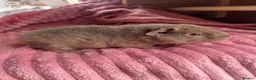 Guinea Pig rodents for sale: 3 teddy males - Advert 6