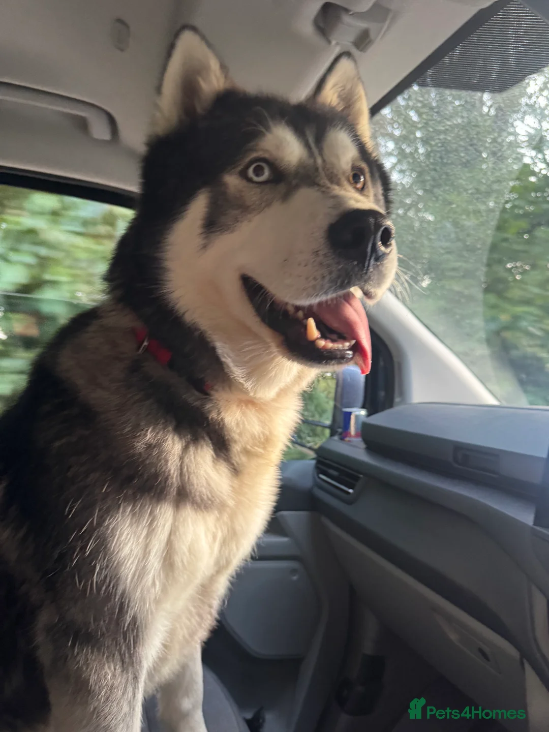 Siberian Husky dogs for sale: Lovely Siberian Huskies Looking for Family Homes - Advert 3