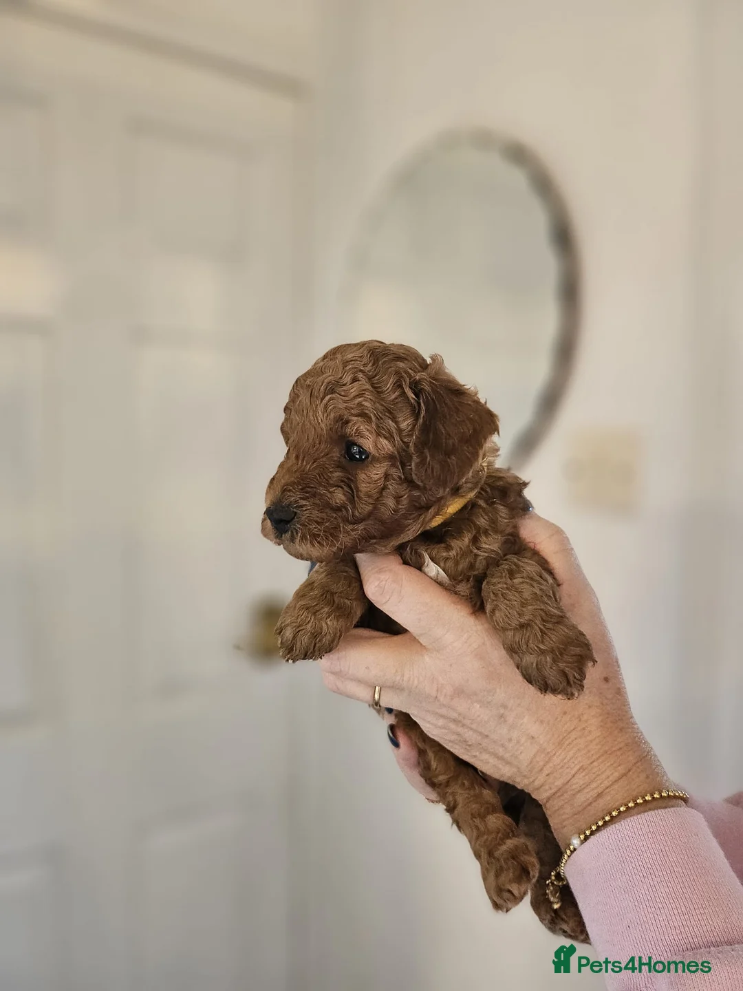 Mixed Breed dogs for sale: F1B Cockapoo Puppies – KC Toy Poodle Sired in Halifax - Advert 29
