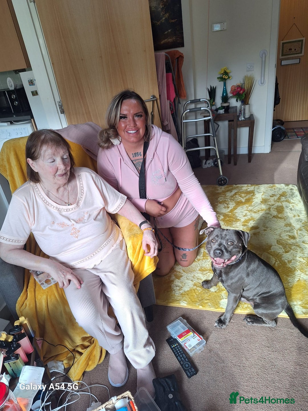 Staffordshire Bull Terrier dogs for stud: **FOR STUD** KC REGISTERED BLUE STAFF BULL TERRIOR - Advert 24