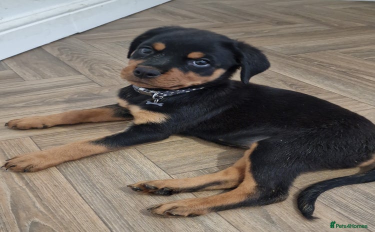 Rottweiler dogs - Advert 6