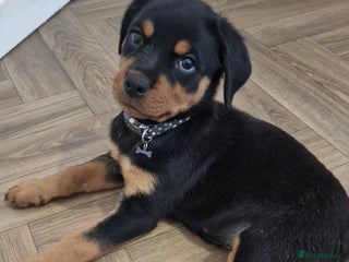 Rottweiler dogs - Advert 1