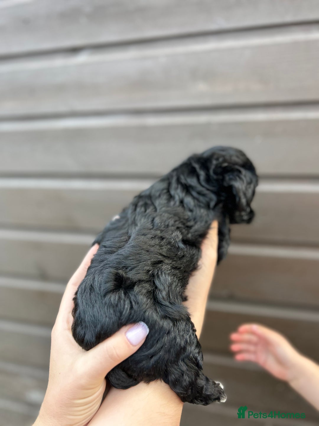 Yorkiepoo dogs for sale: 🐾 Tiny Yorkiepoo Puppies – Ready 29th August! 🐾 - Image 12