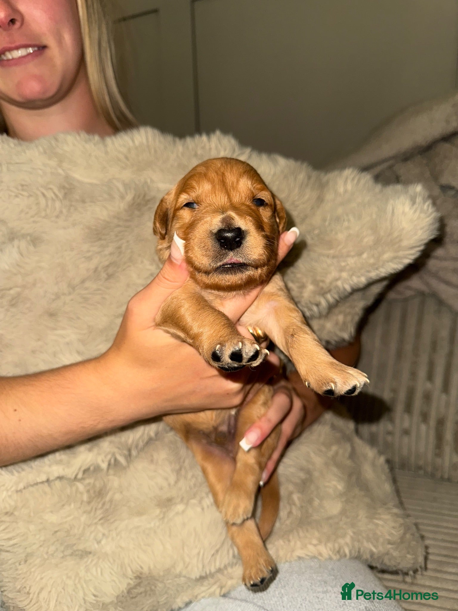 Golden Retriever dogs GOLDEN RETRIEVER PUPPIES FOR SALE - Advert 2