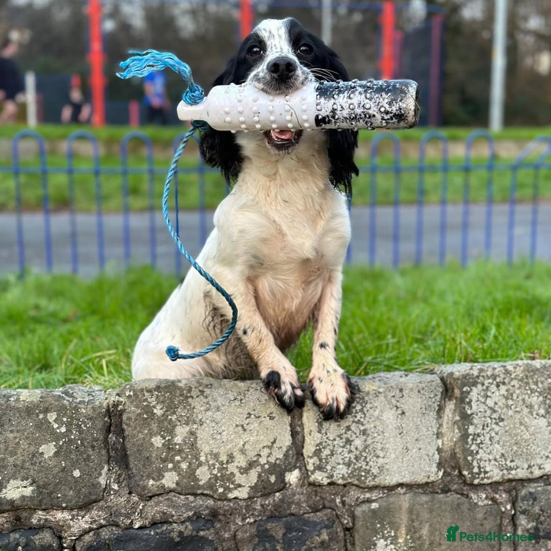 Cocker Spaniel dogs for sale: Working Cocker Spaniel  - Image 6