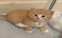 Ragdoll cats for sale: Fluffy, Gentle, Cuddly, Affectionate Kittens - Image 1
