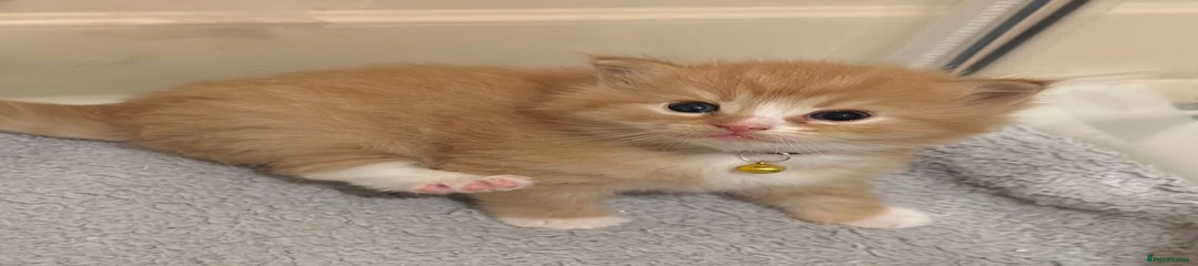 Zuma