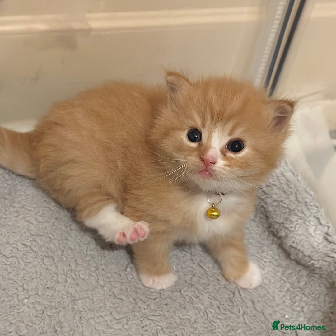 Ragdoll cats for sale: Fluffy, Gentle, Cuddly, Affectionate Kittens - Image 1