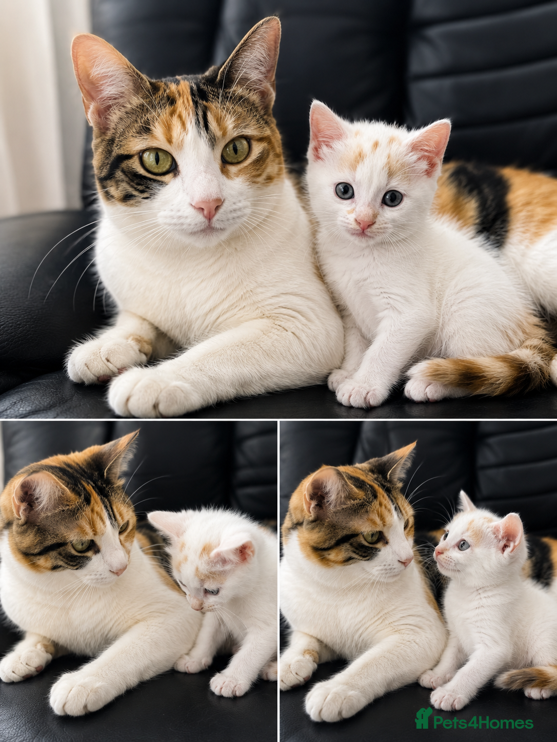 Mixed Breed cats for sale: Pearl - Stunning Blue-Eyed Kitten – Child & Dog + in Swansea - Advert 7