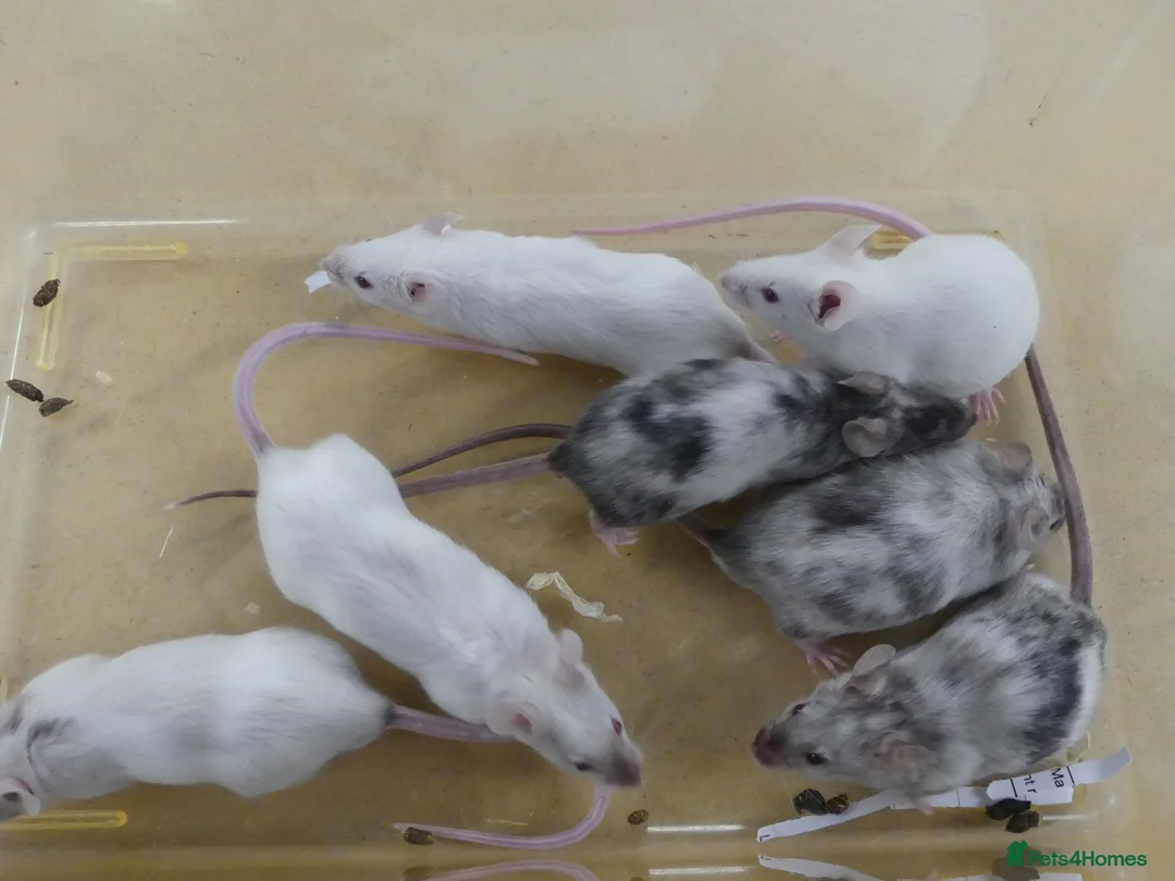 Mouse rodents for sale: Fancy Mice - Advert 1