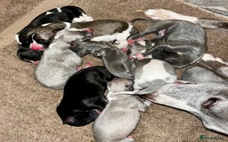 Whippet dogs for sale: STUNNING KC PEDIGREE BLUE BLACK FAWN PUPPIES - Image 2