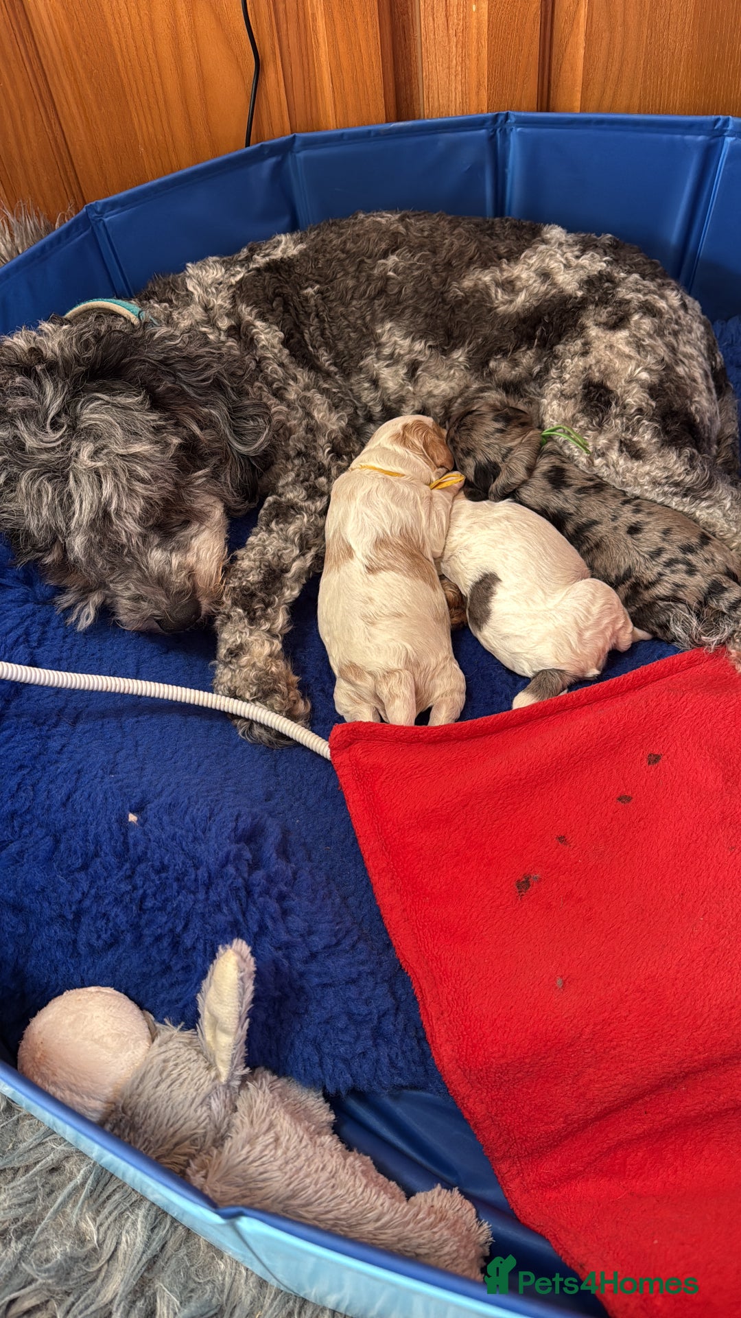 Cavapoo dogs for sale: Extensively health tested stunning cavapoo’s - Image 2