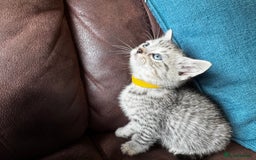 British Shorthair cats for sale: Gorgeous British Shorthair Kittens   - Image 26