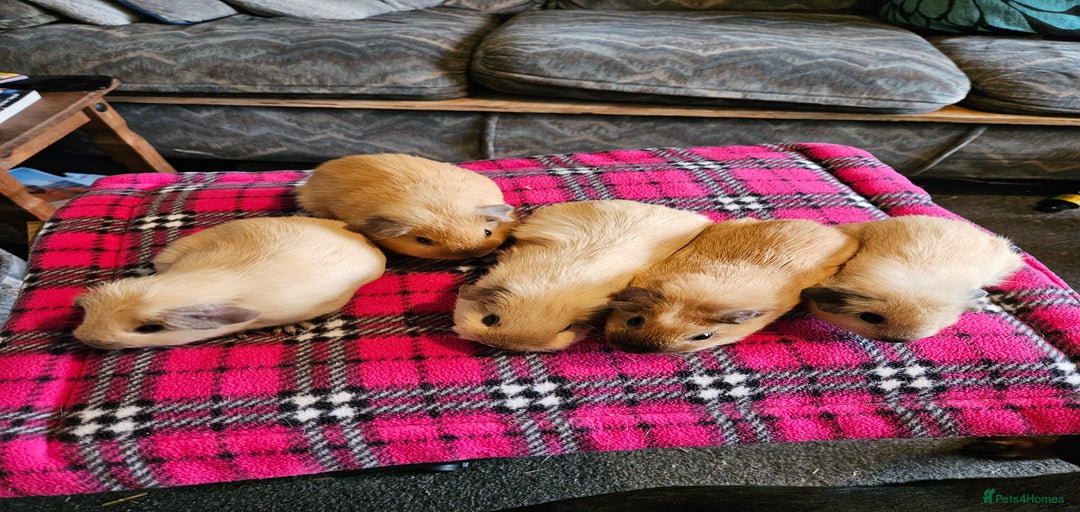 Gallery Image {{count}}