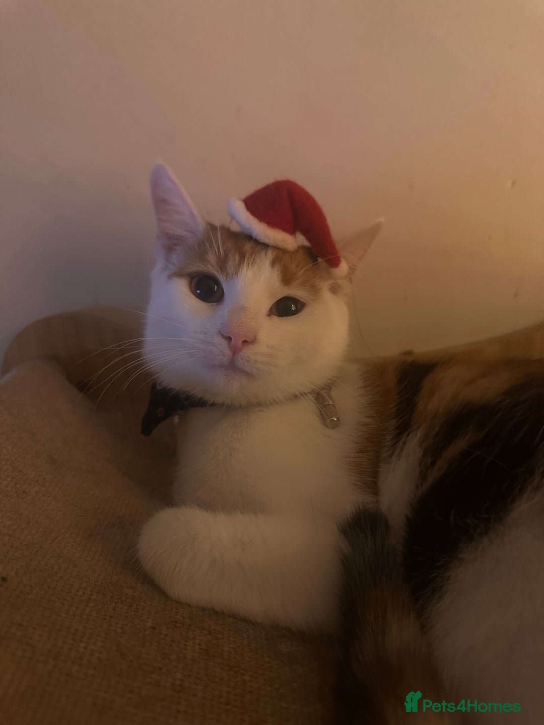 Mixed Breed cats for sale: Calio cat - Advert 2