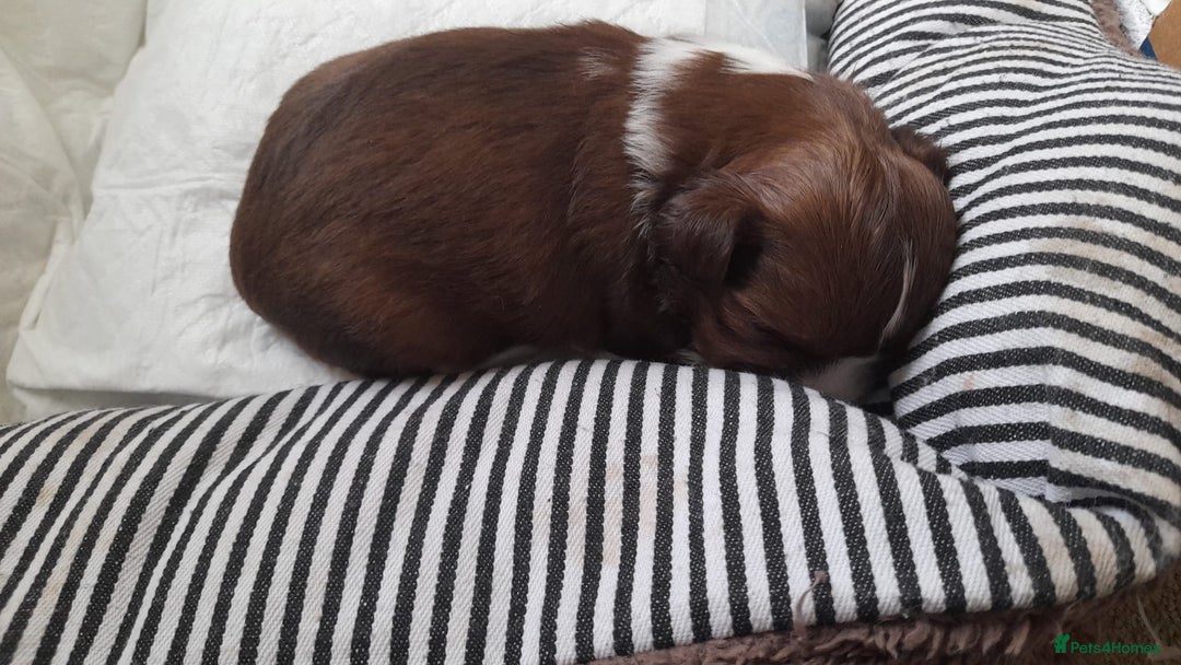 Shih Tzu dogs for stud: Kc Registered Shih Tzu for stud in Bournemouth - Advert 15