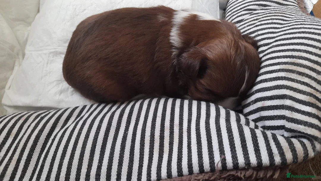 Shih Tzu dogs for stud: Kc Registered Shih Tzu for stud in Bournemouth - Advert 16