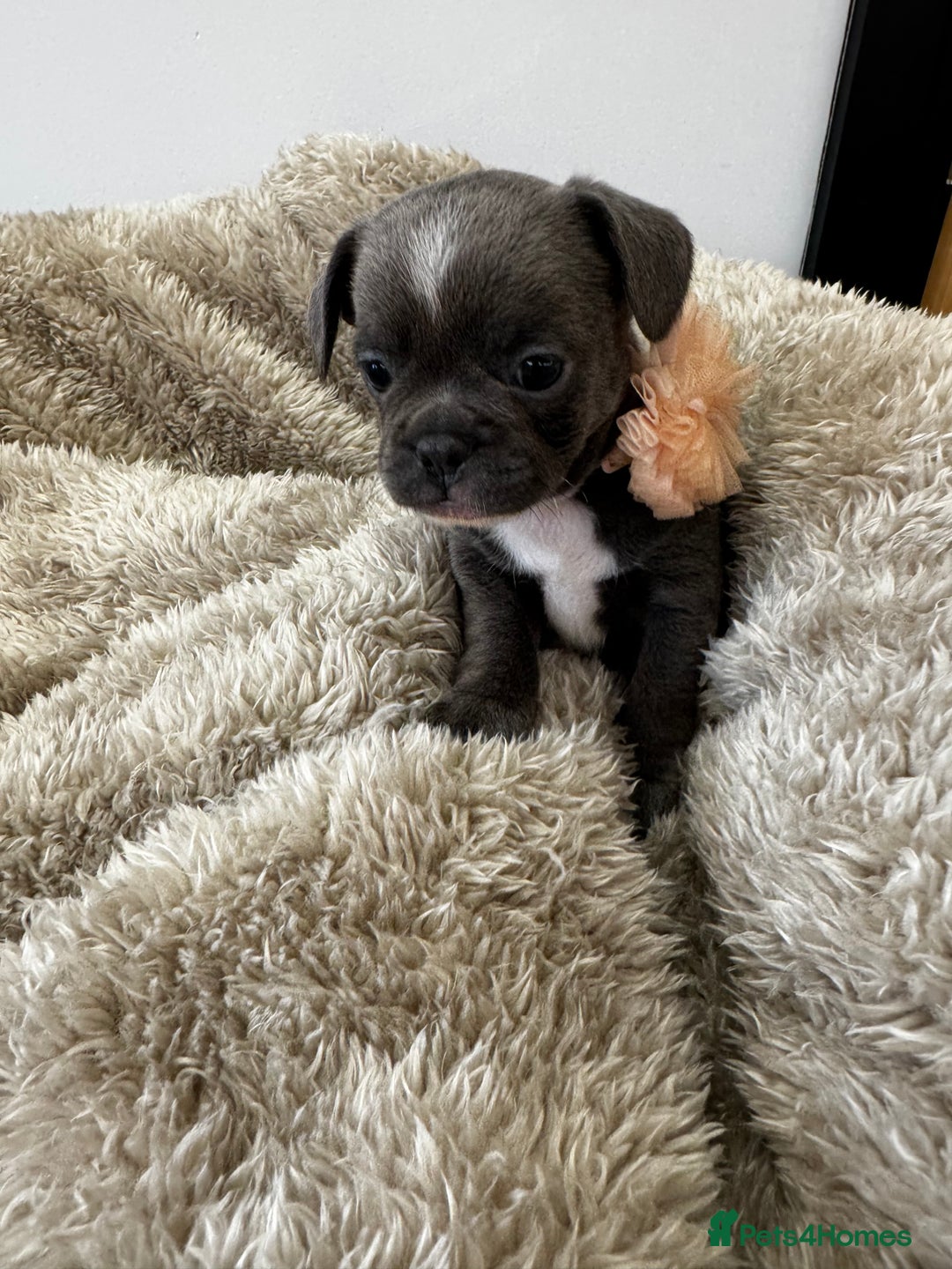 Mixed Breed dogs for sale: Cockapoo x French Bulldog - Image 2