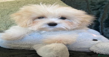 Maltipoo dogs - Advert 3