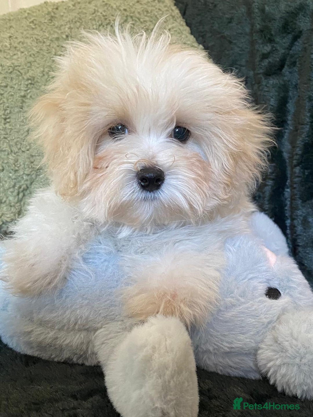 Maltipoo dogs for sale: maltipoo puppies for sale  - Image 2