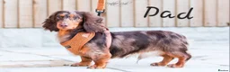 Dachshund dogs for sale: Lovely mini dachshund puppies  - Advert 11