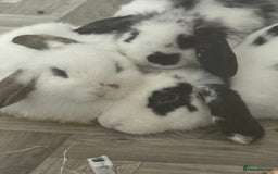 Mini Lop rabbits for sale: 🐇 Two Sweet Male Bunnies Need Forever Homes 🐇 - Image 2