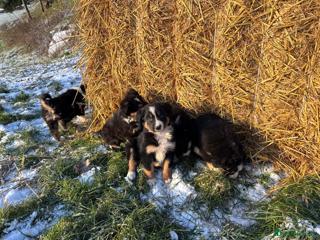Border Collie dogs for sale: Quality Long Coated Tri Border Collie Puppies - Advert 15