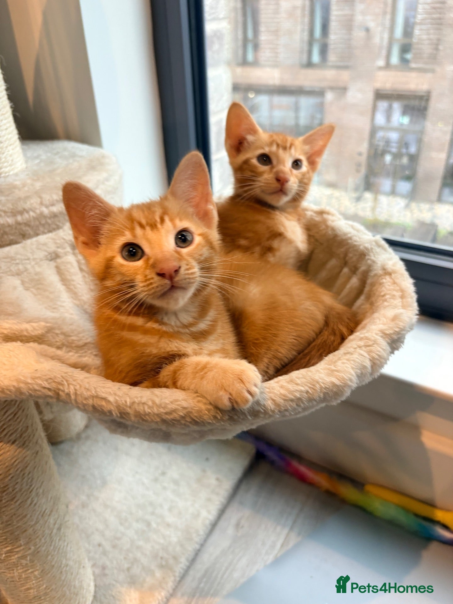 Bengal cats Two Gorgeous Ginger Kittens – Loving Homes 🐾 - Advert 2