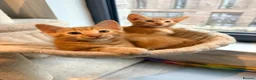 Bengal cats for sale: Two Gorgeous Ginger Kittens – Loving Homes 🐾 - Advert 1