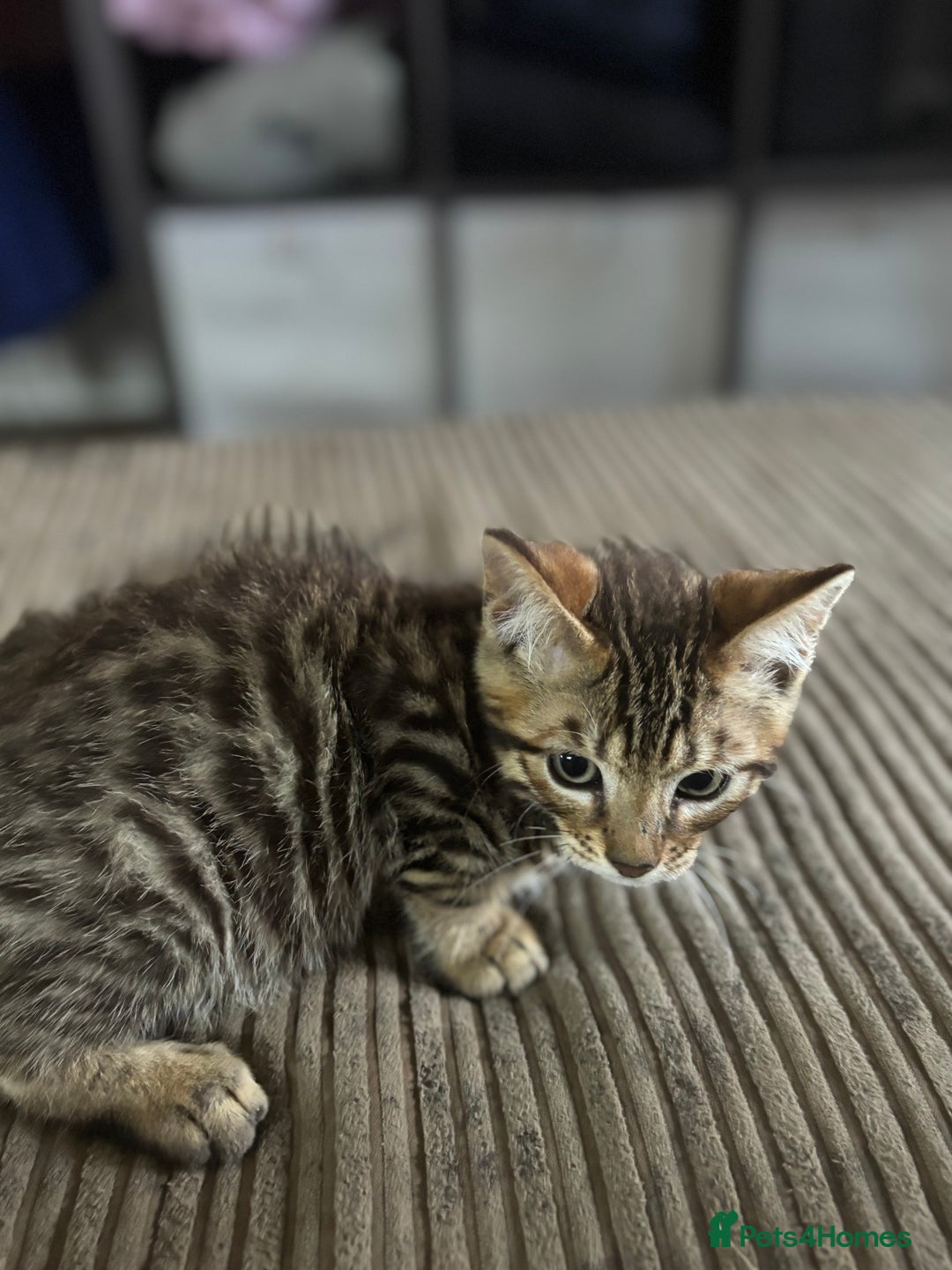 Bengal cats for sale: **1 Female remaining** Bengal cross kittens  in Petworth - Image 14