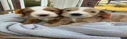 Goldendoodle dogs for sale: WAITING LIST OPEN - AUSSIE DOODLES  - Advert 35