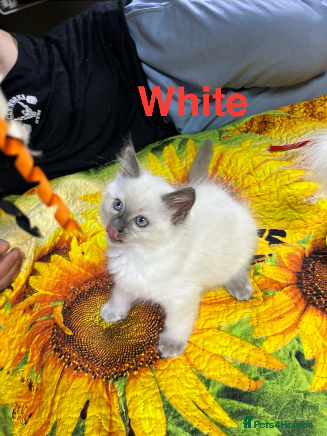 Ragdoll cats for sale: 🐈❤️5 Pure Ragdolls Waiting for Loving Family❗️❤️ - Image 22