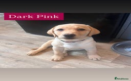 Labrador Retriever dogs for sale: Labrador puppies in Colne - Image 11