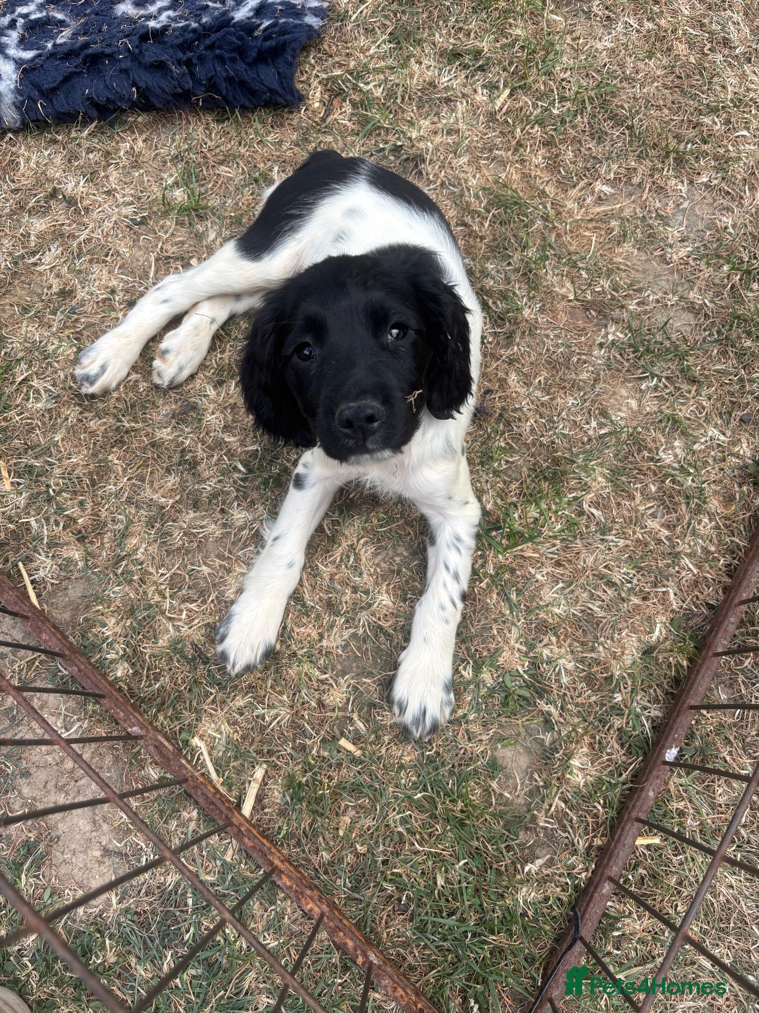 English Springer Spaniel dogs Last Springer Pup Ready to Go - Advert 1