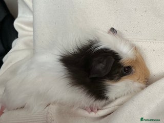 Guinea Pig rodents Guinea pig boy for sale - Advert 2