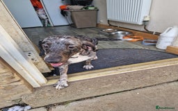 Doxiepoo dogs for sale: Doxiepoo - Advert 1