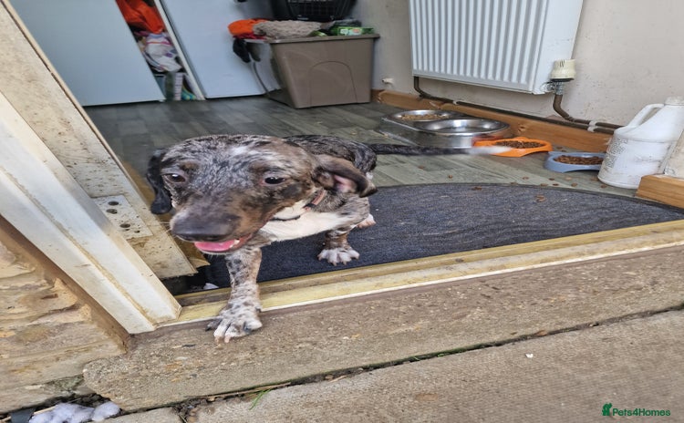 Doxiepoo dogs Doxiepoo - Advert 6