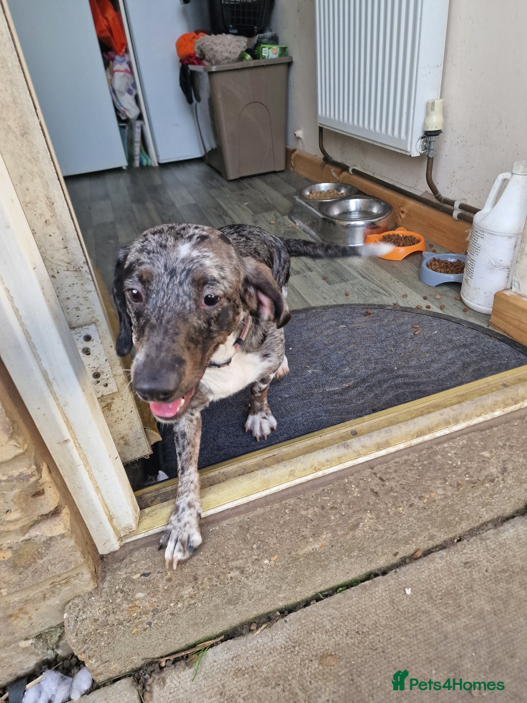 Doxiepoo dogs for sale: Doxiepoo - Advert 1