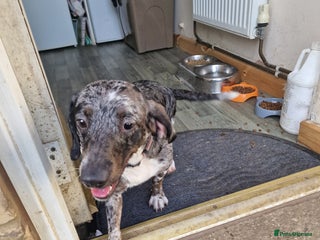 Doxiepoo dogs for sale: Doxiepoo - Advert 1